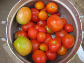 Sustainable farming tomato harvest