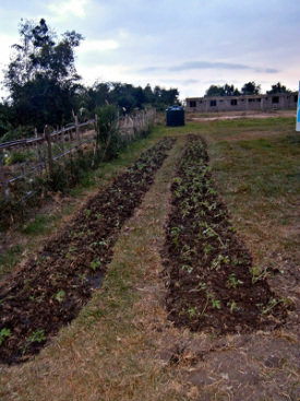 Sustainable Farming First Two Vegetable beds